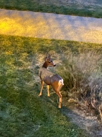 One of 5 deer we saw on one evening