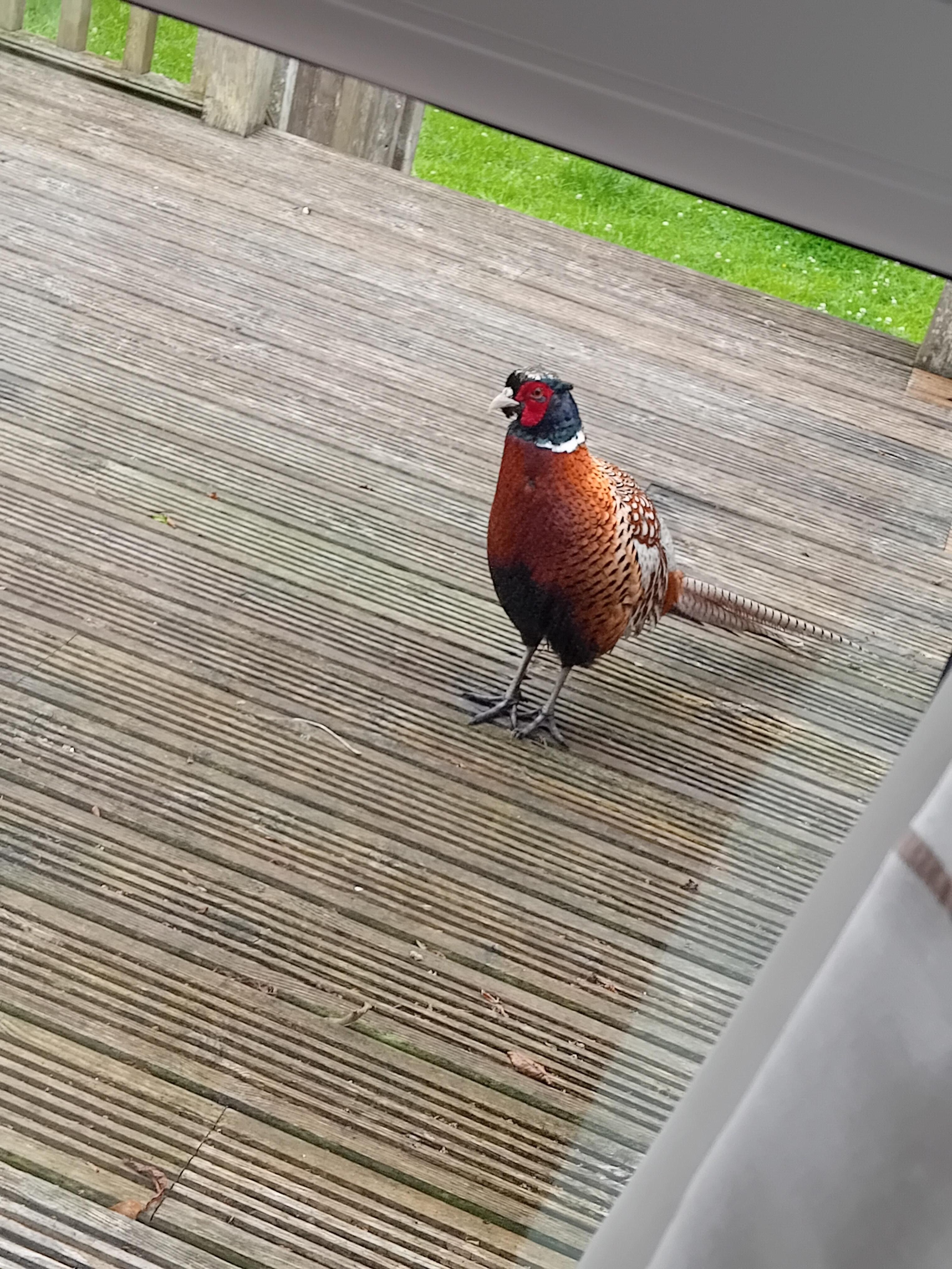 Meet Henry the Peacock