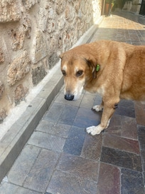 The hotel dog.