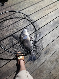 1 of the 2 drums that were caught.