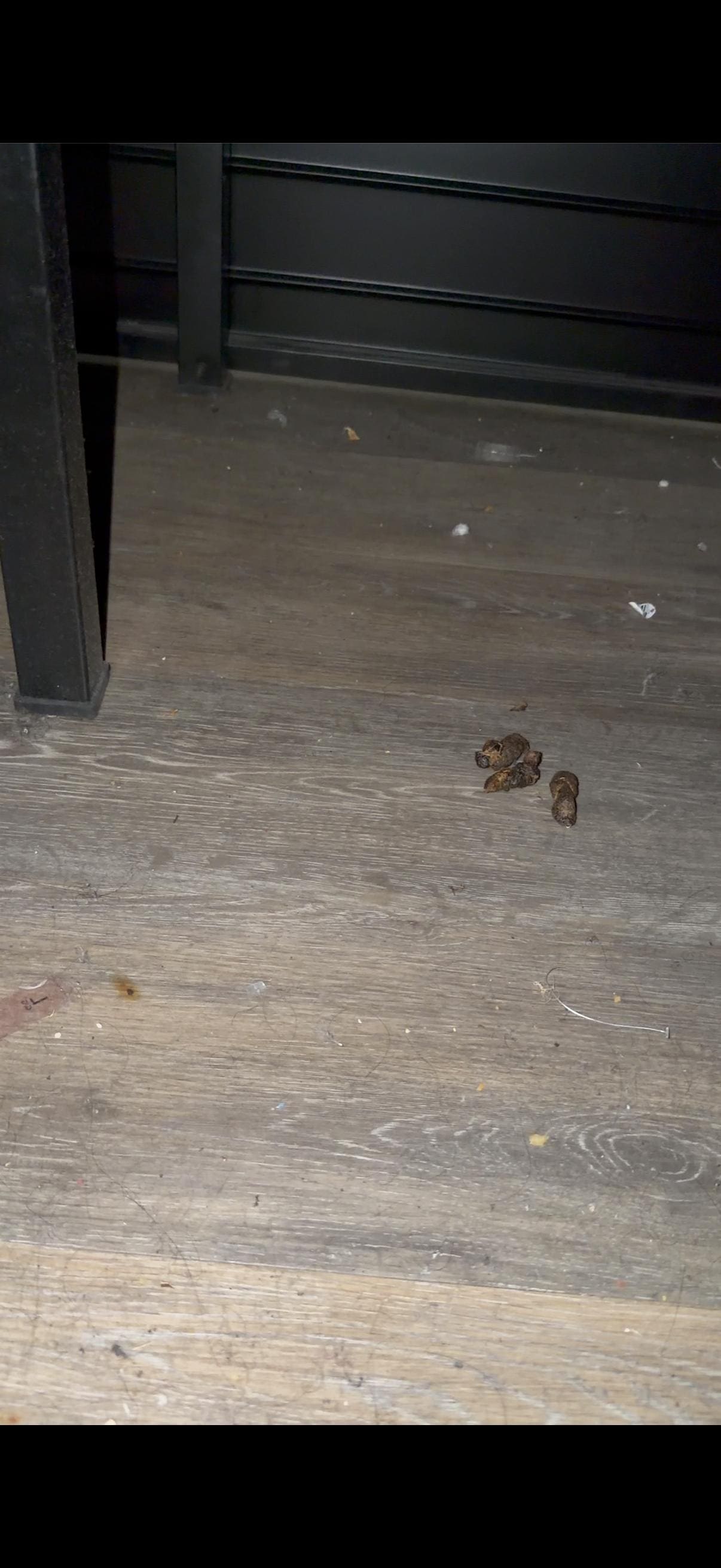 The feces under one of the beds.