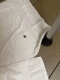 Aggressive spider