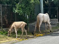 Wild horses everywhere!
