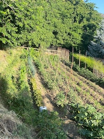 Hotels veg garden