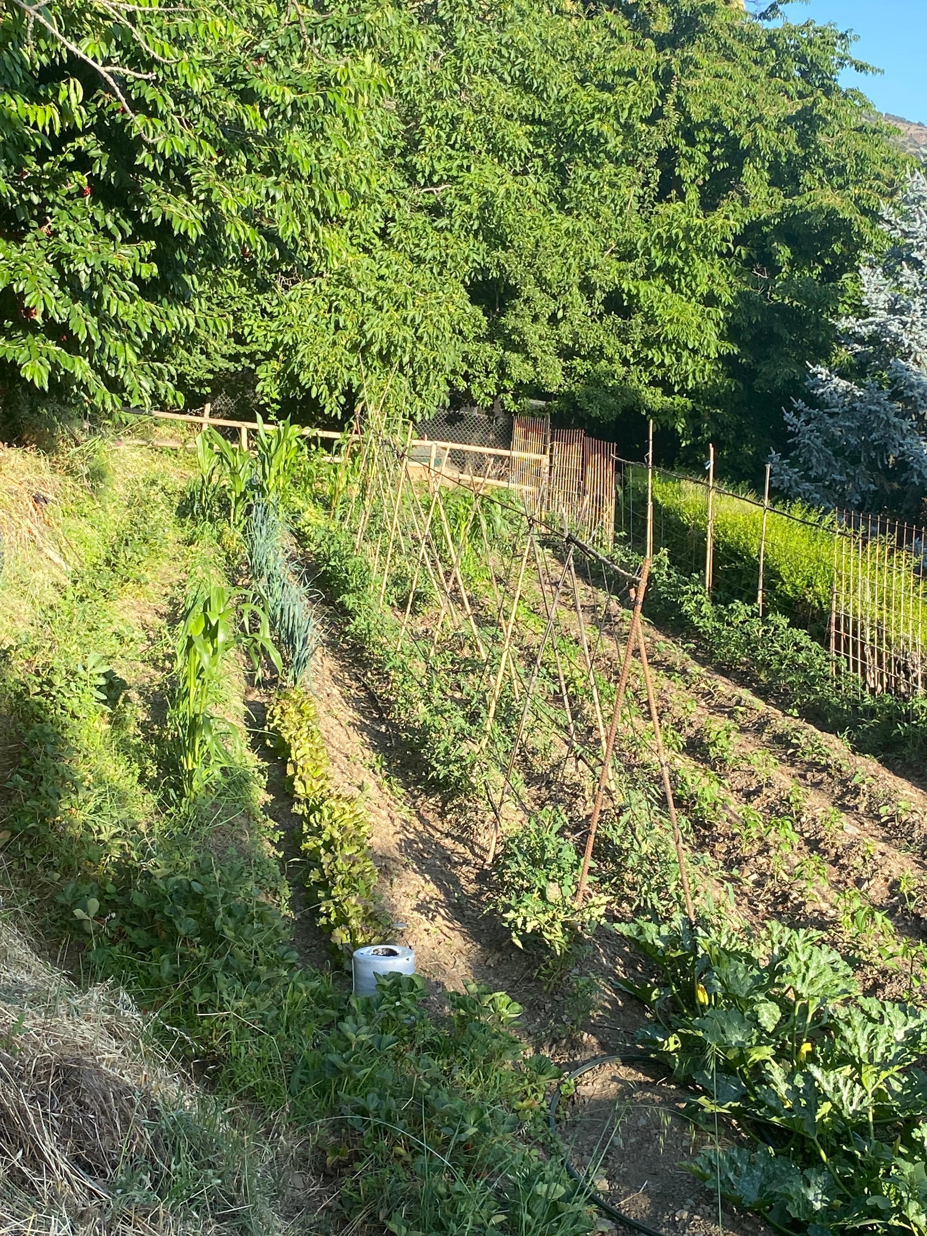 Hotels veg garden