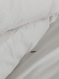 The 2nd large nasty bug my husband found running in the bed.