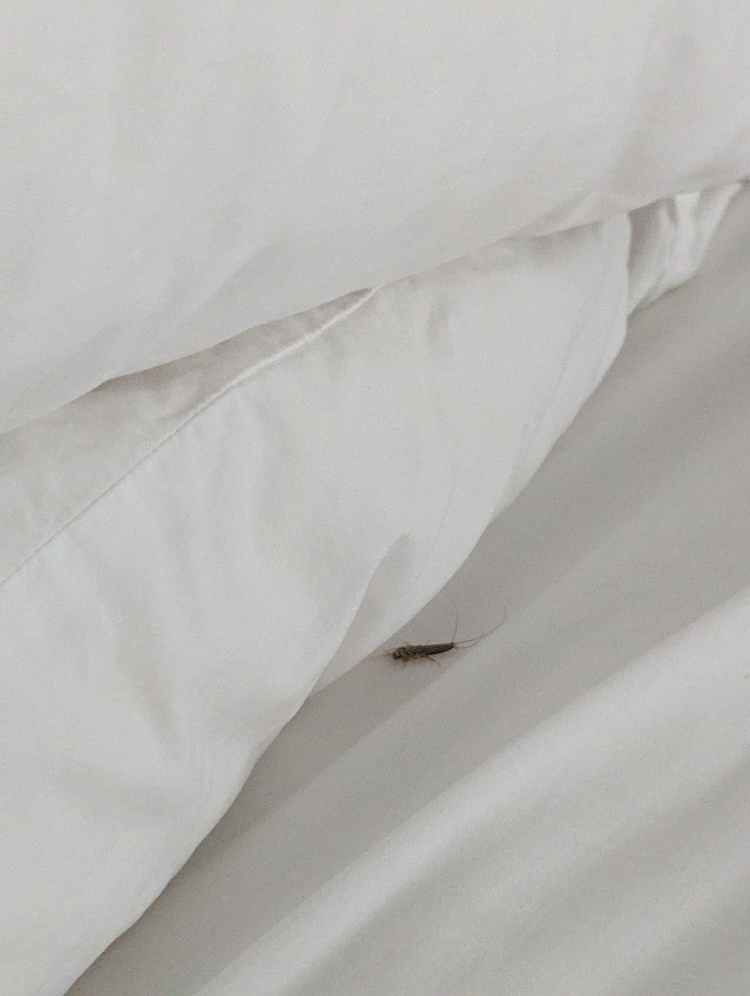 The 2nd large nasty bug my husband found running in the bed.