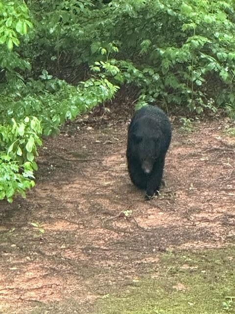 Bear in backyard