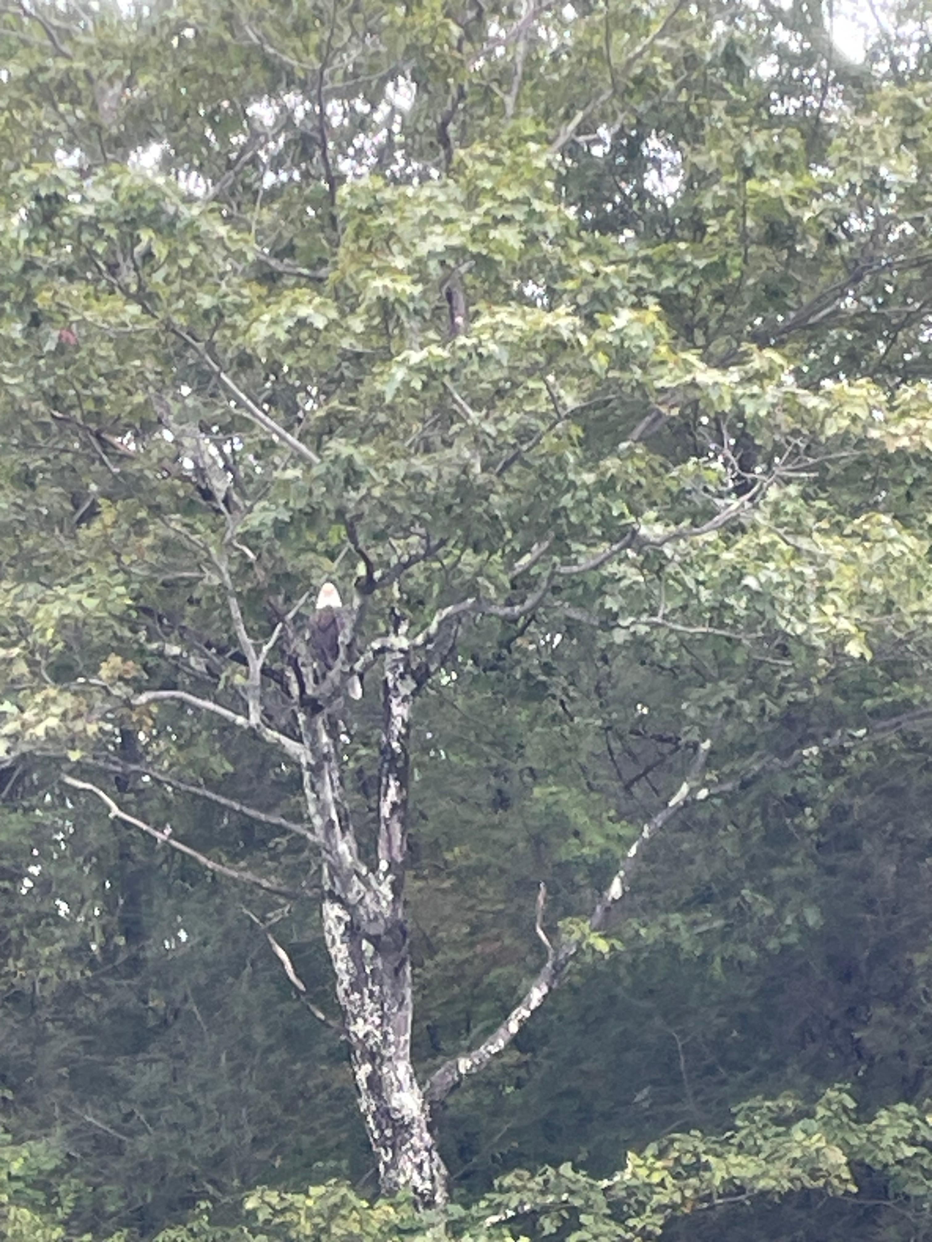 Bald eagle snatched a fish from the lake and landed in this tree. 