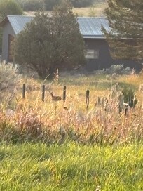 Wildlife near cabin