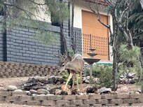 Deer in front of house