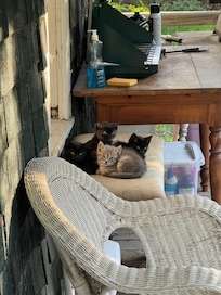4 of 6 new kittens