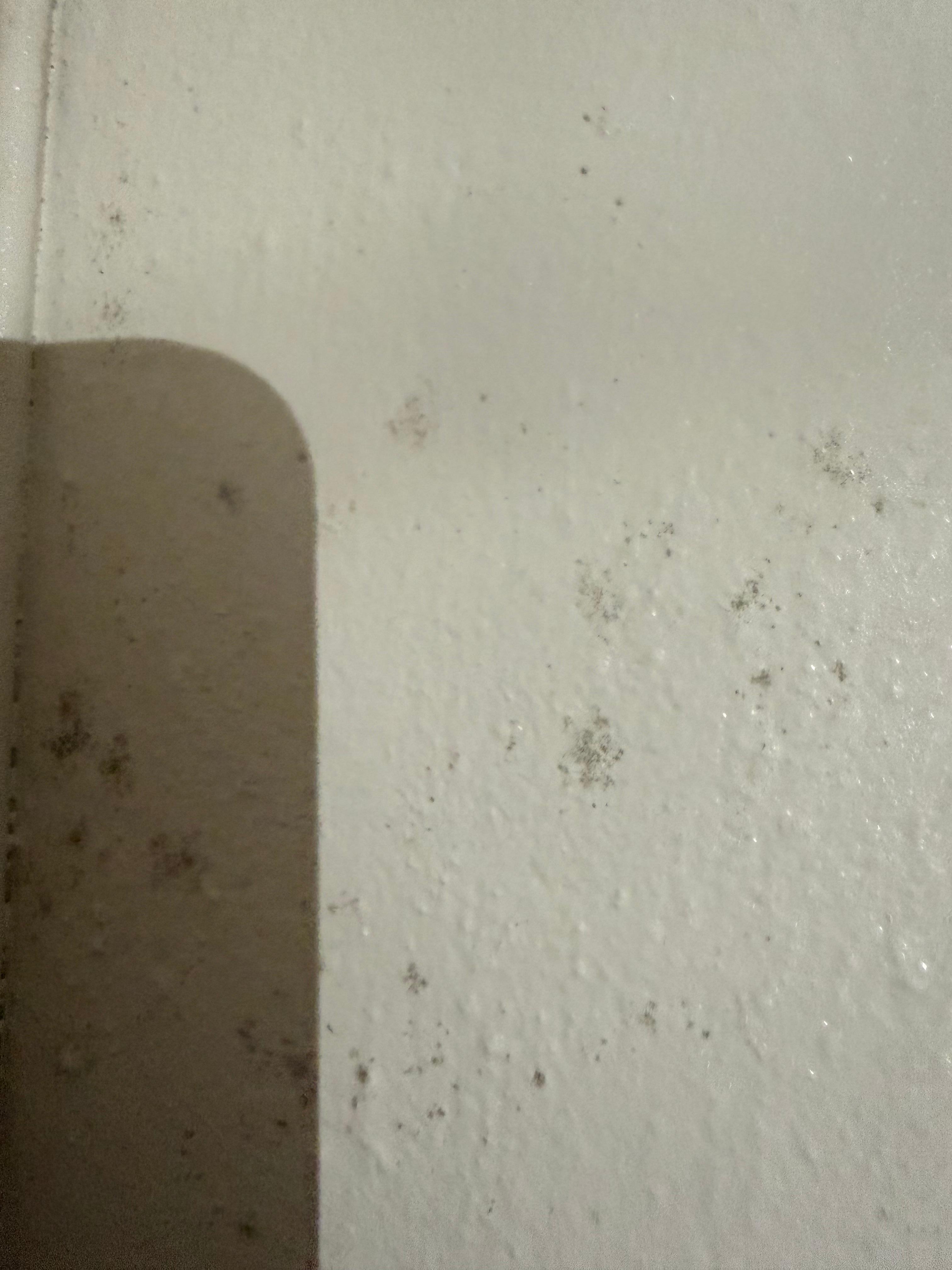 Mold around the room walls 