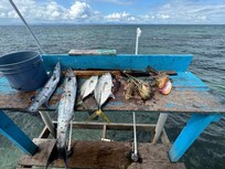 Catch n Cook-barracuda,yellowtails, lionfish, conch, lobster