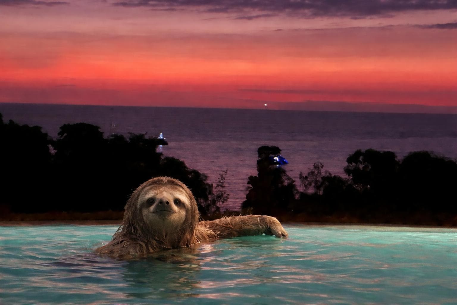 just incase you need to know we did not see any sloths.