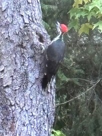 Pileated woodpecker outside dining room window