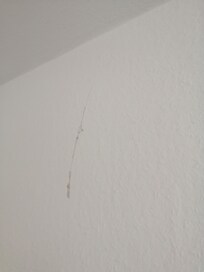 Spinnenweben Fäden in der Küche.