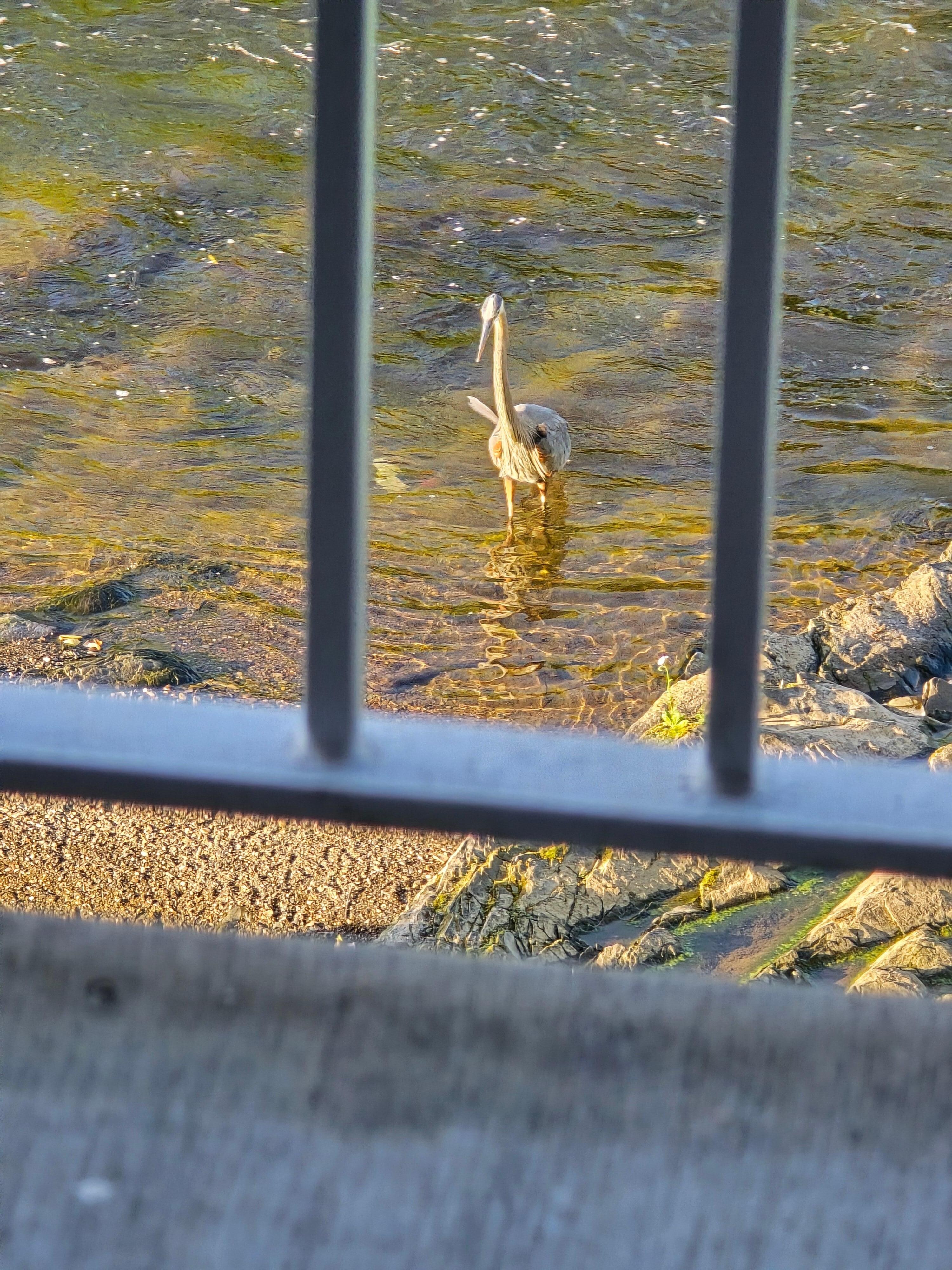 Blue Heron came to visit