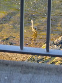 Blue Heron came to visit