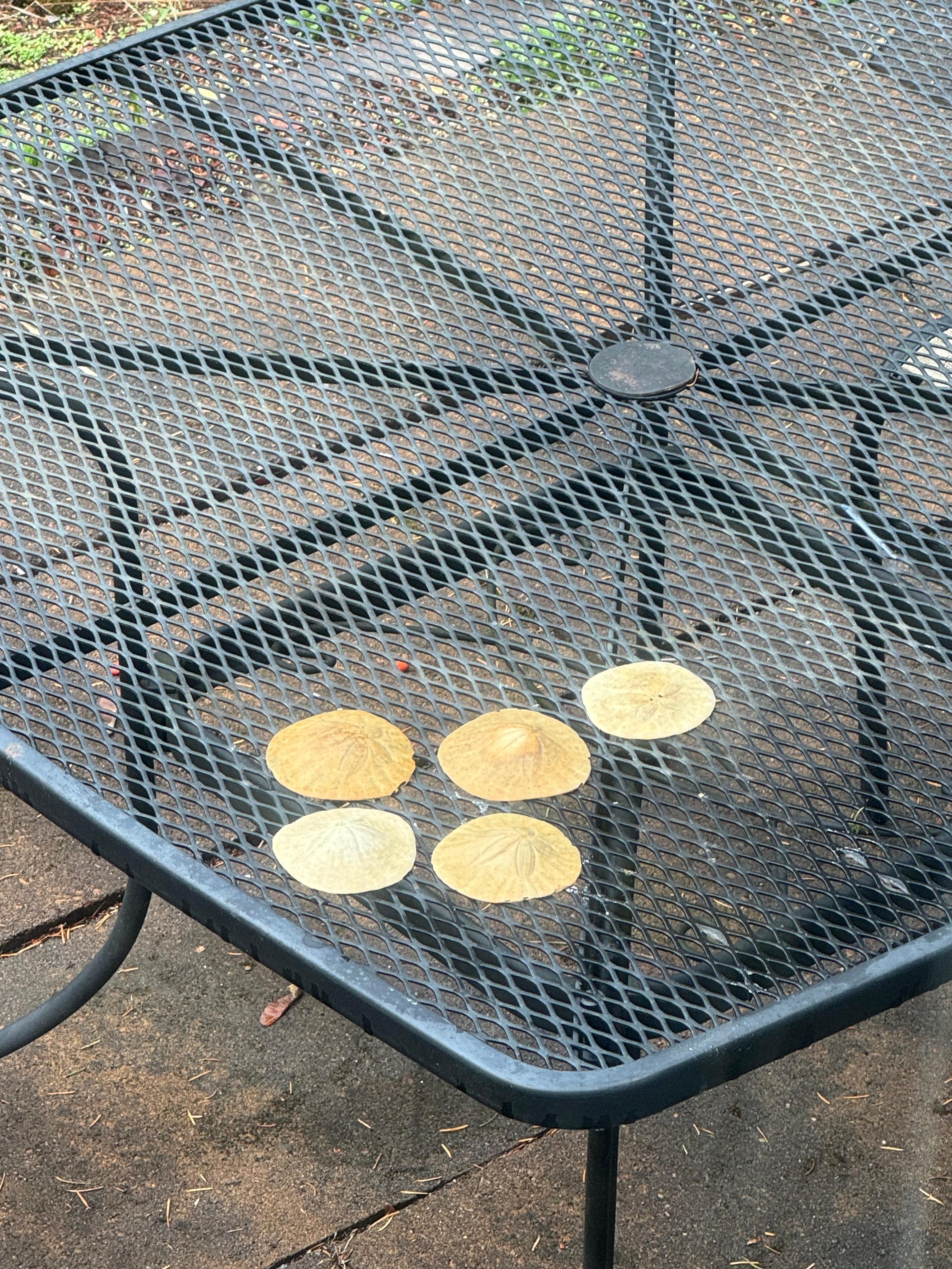 Sand dollars found on the sand 