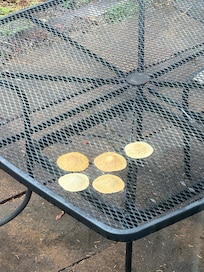 Sand dollars found on the sand