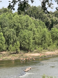 We loved watching all the deer on the river’s edge.