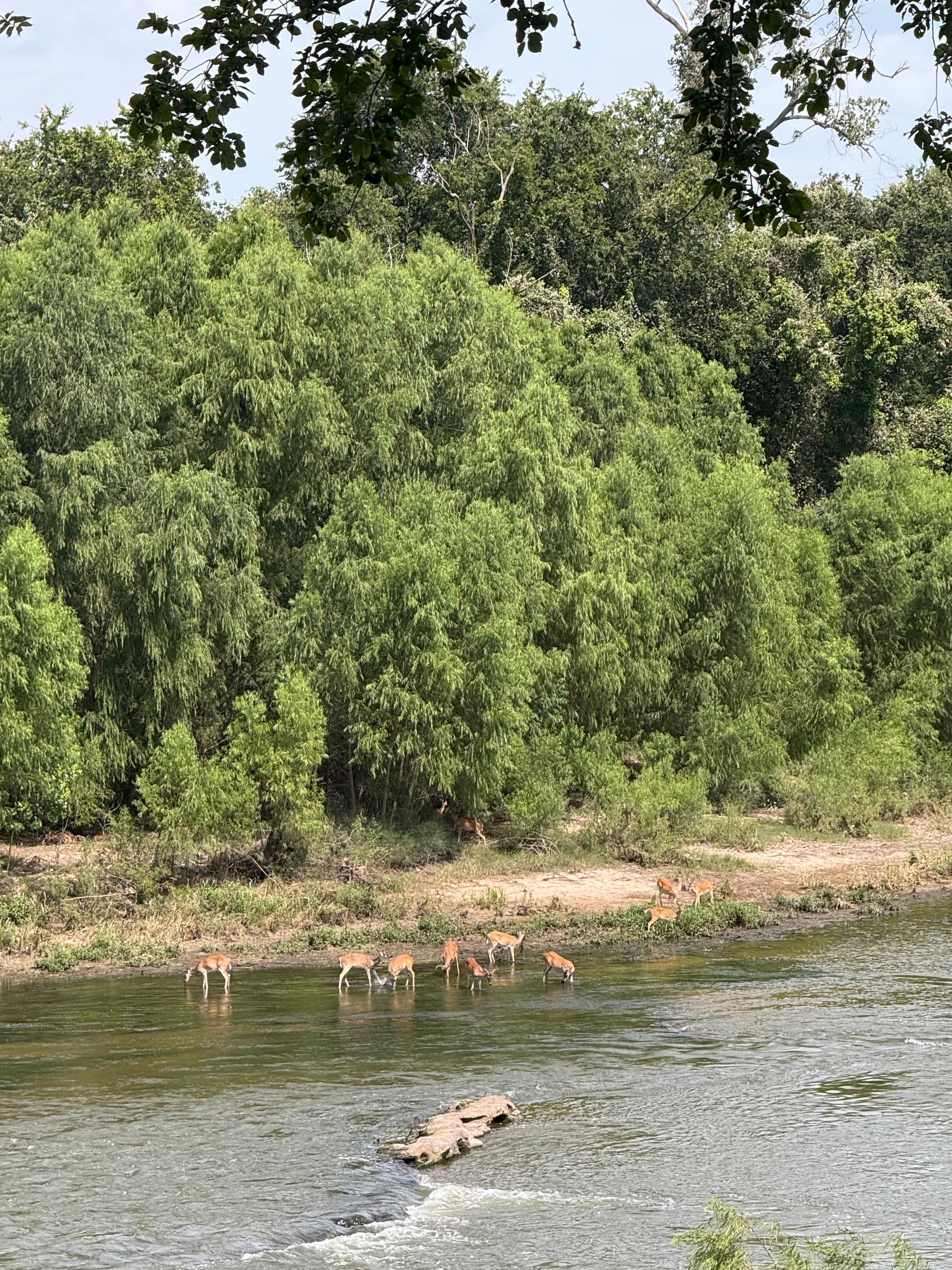 We loved watching all the deer on the river’s edge. 