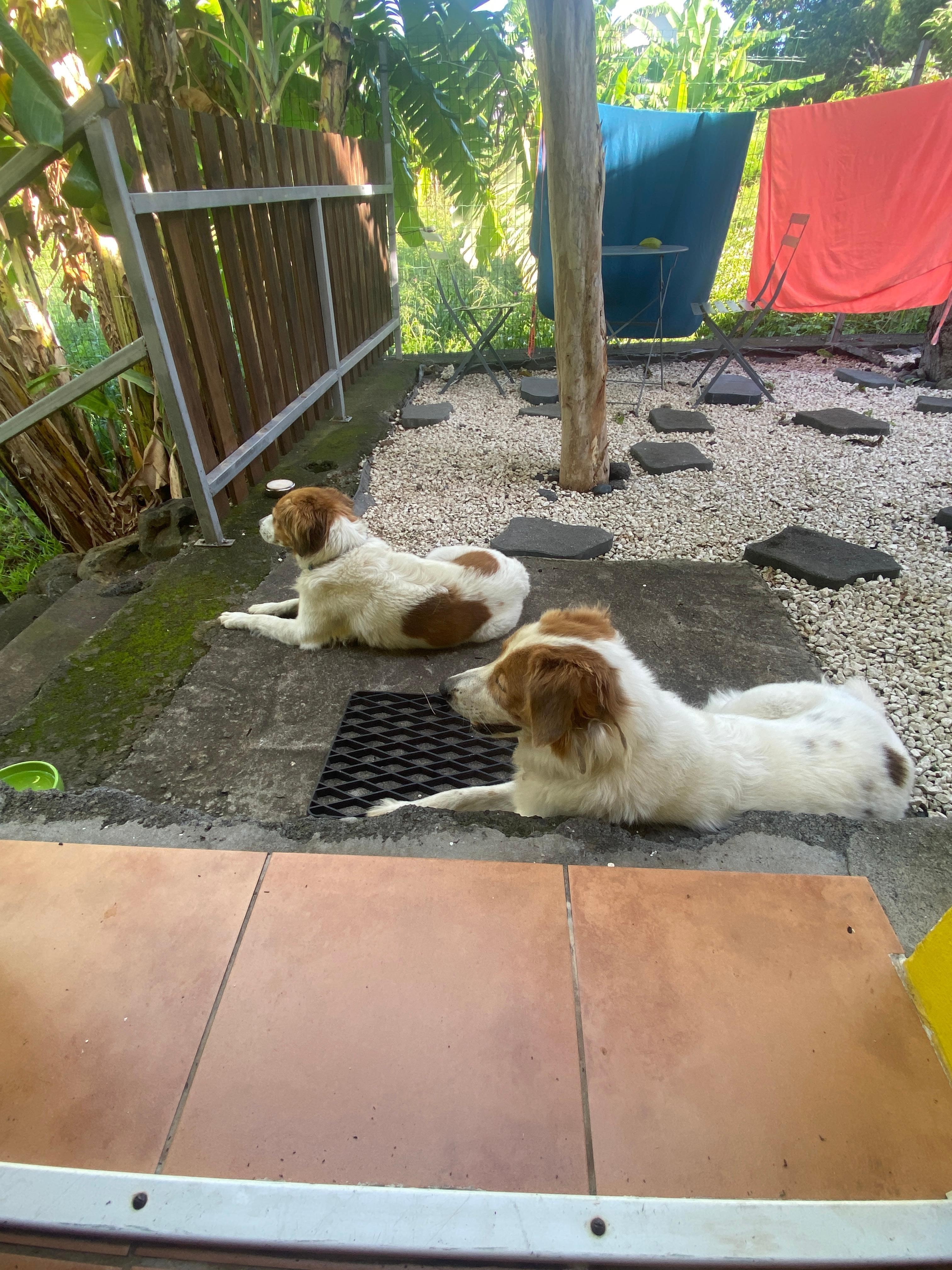 Prendre son petit-déjeuner sur la terrasse en bonne compagnie 