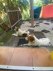 Prendre son petit-déjeuner sur la terrasse en bonne compagnie