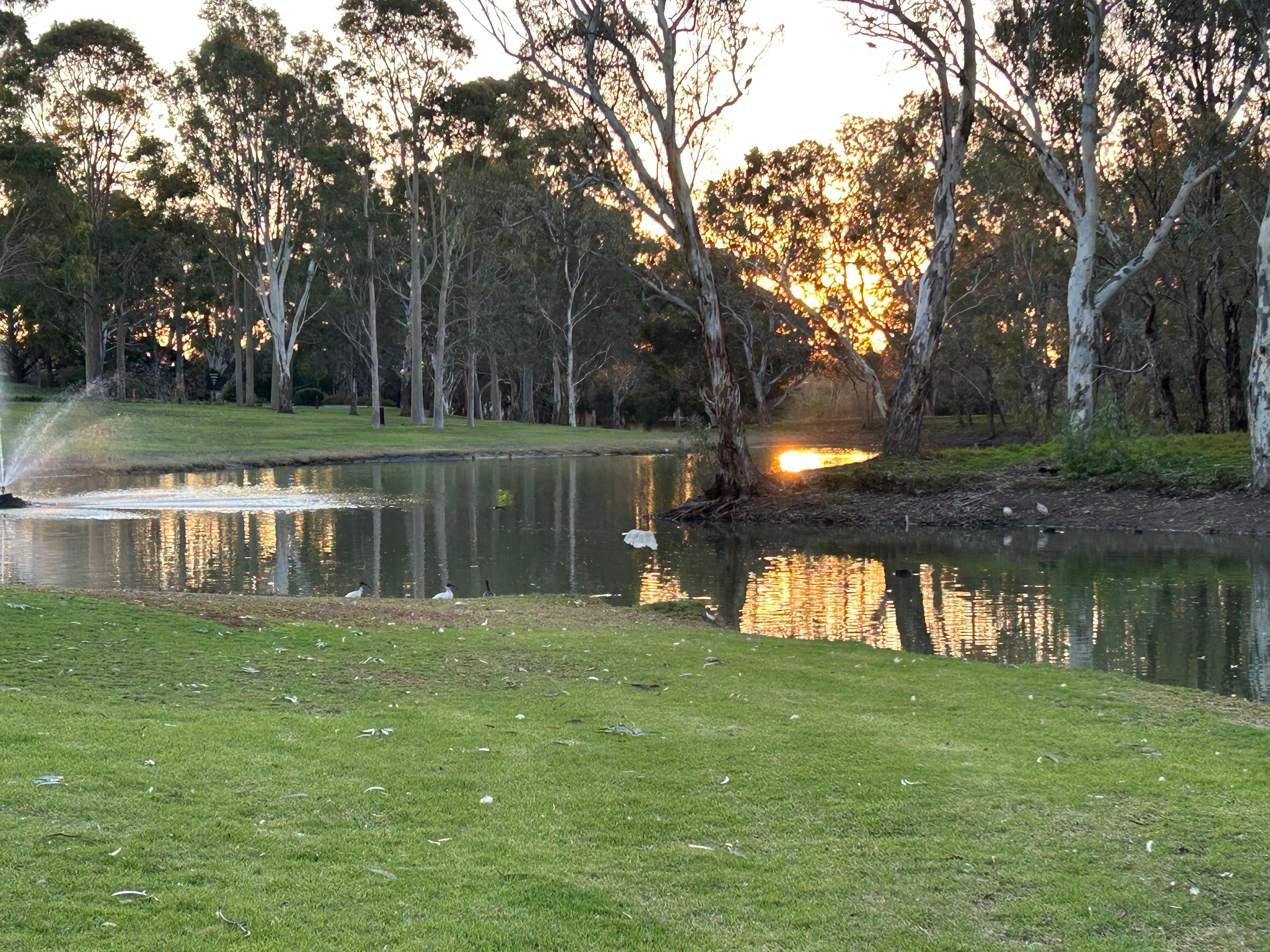Dam and fountain with abundant wildlife