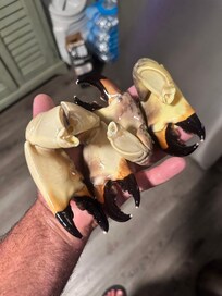 Stone Crab Claws