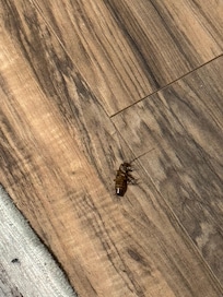 Cockroach