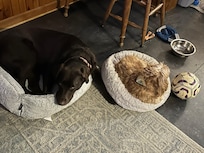 Both Bella and Taz tired after making friends at Snow Republic