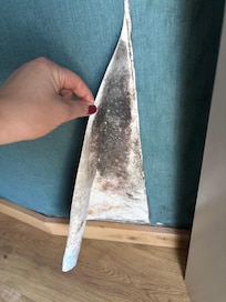Mögel i väggarna