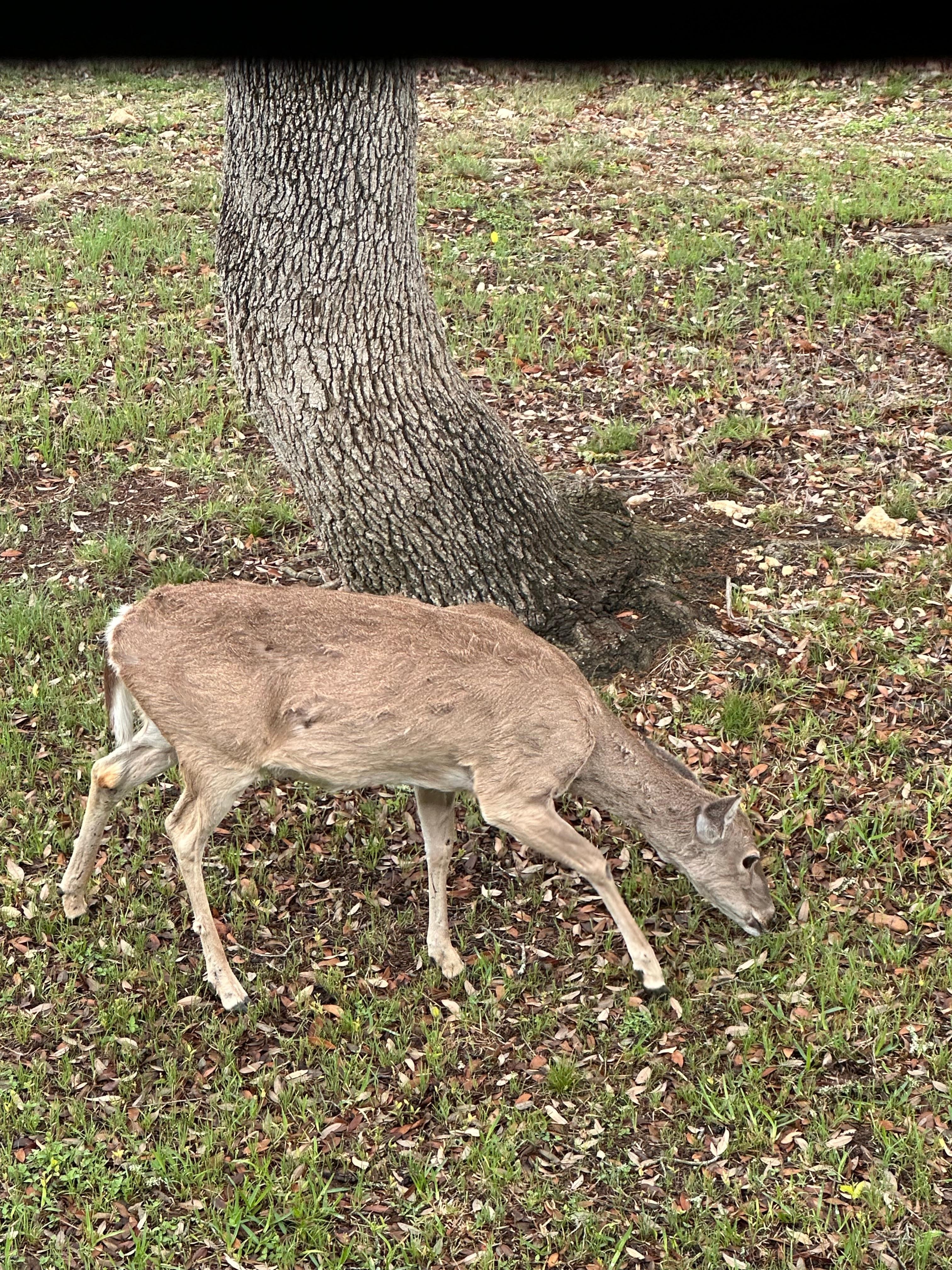 Deer right below the deck