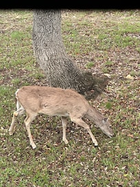 Deer right below the deck