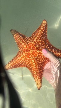 Starfish point
