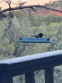 All kinds of birds!