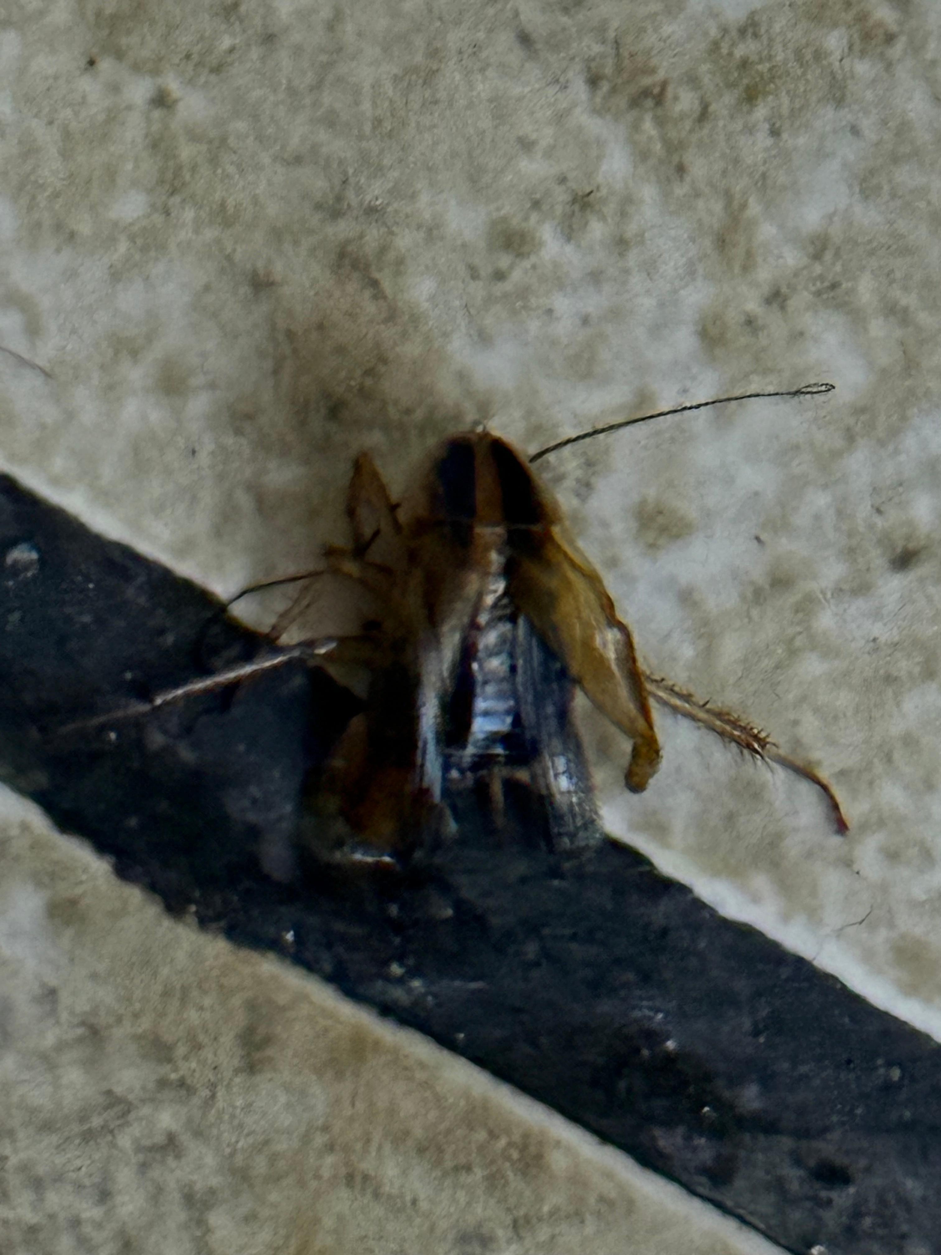 Cockroach in the first room we got in