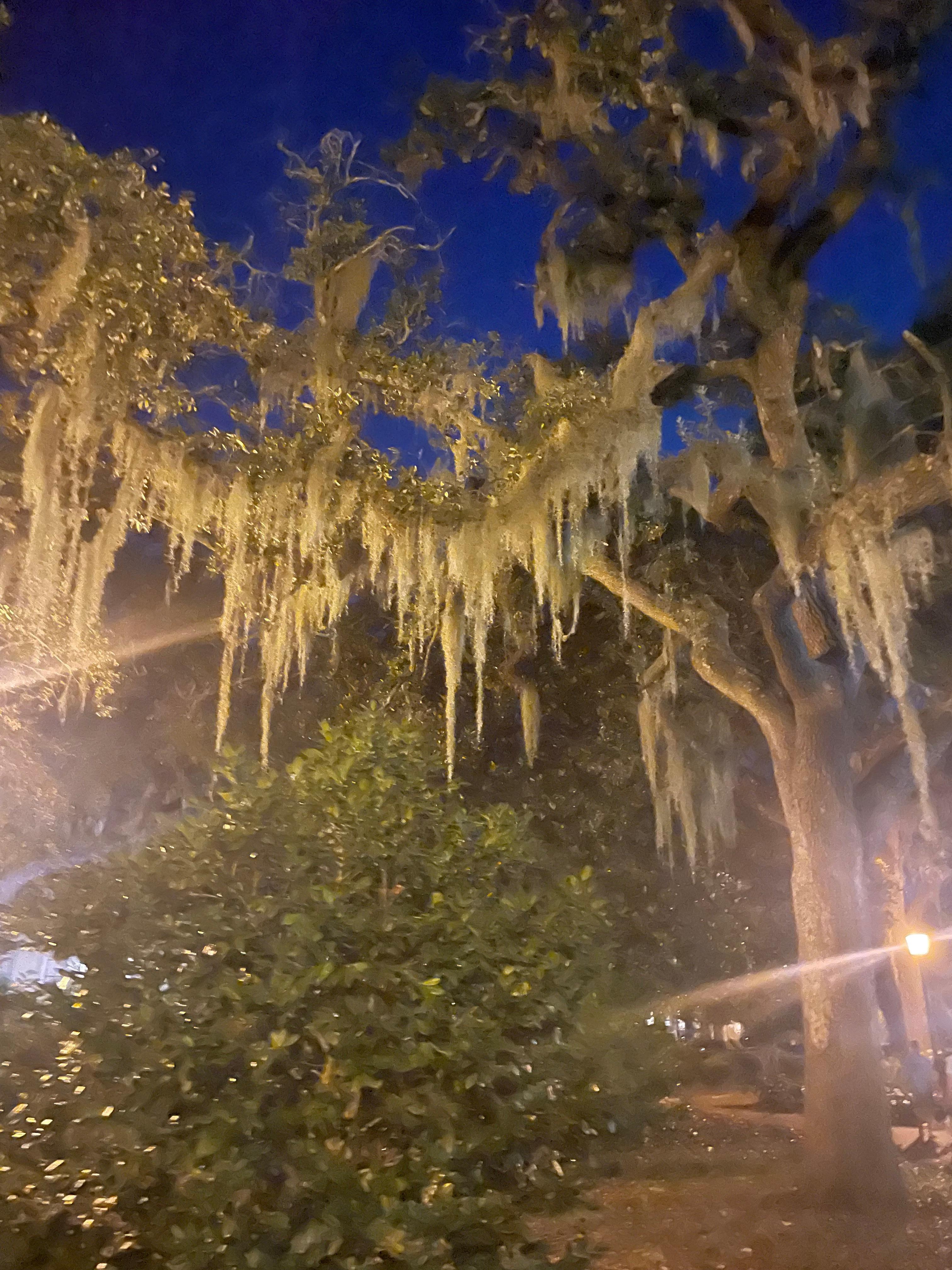 Beautiful Spanish moss