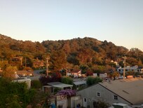 Looking up on Mt Tam!