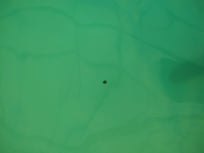 Floating mold