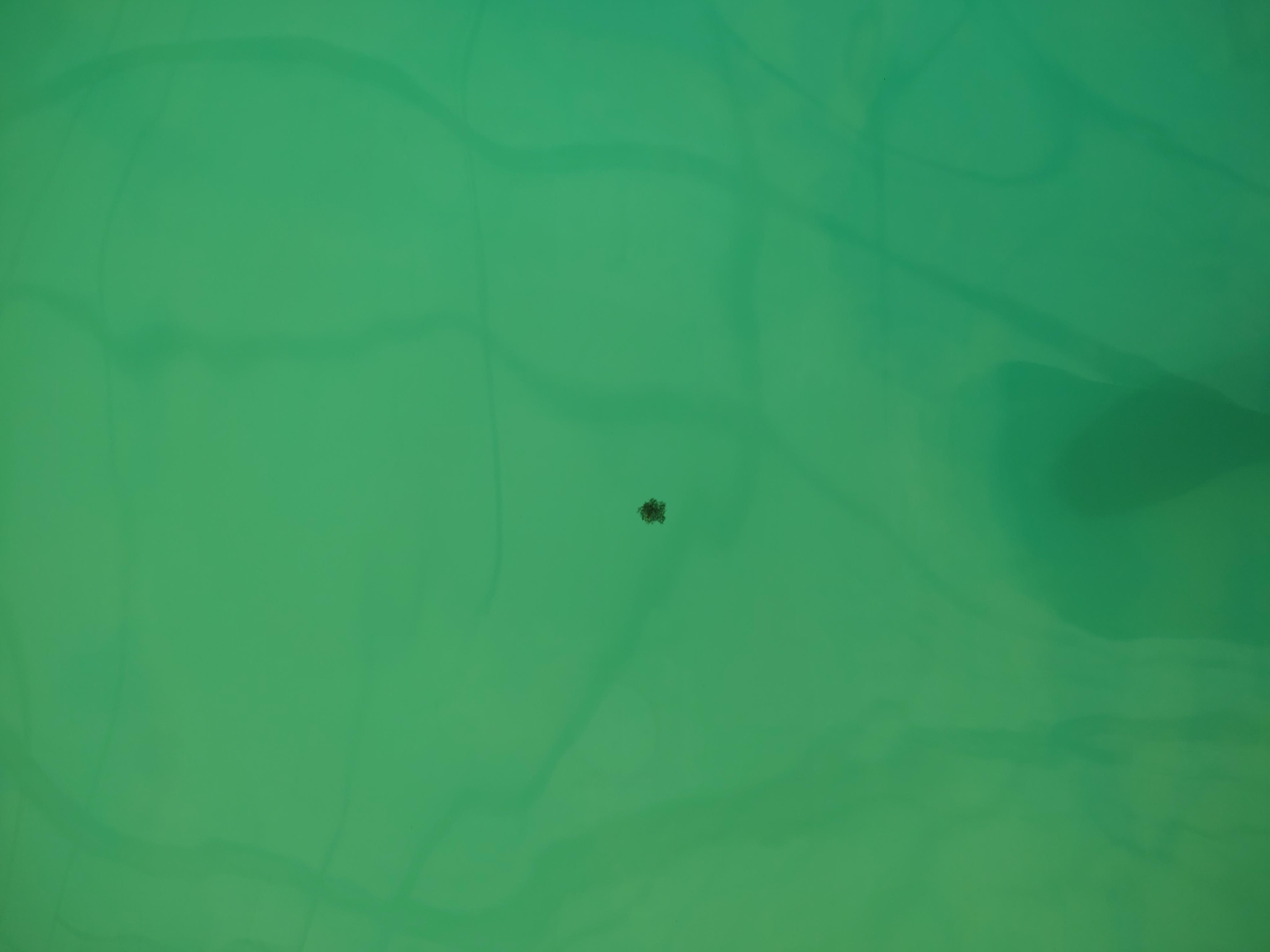 Floating mold