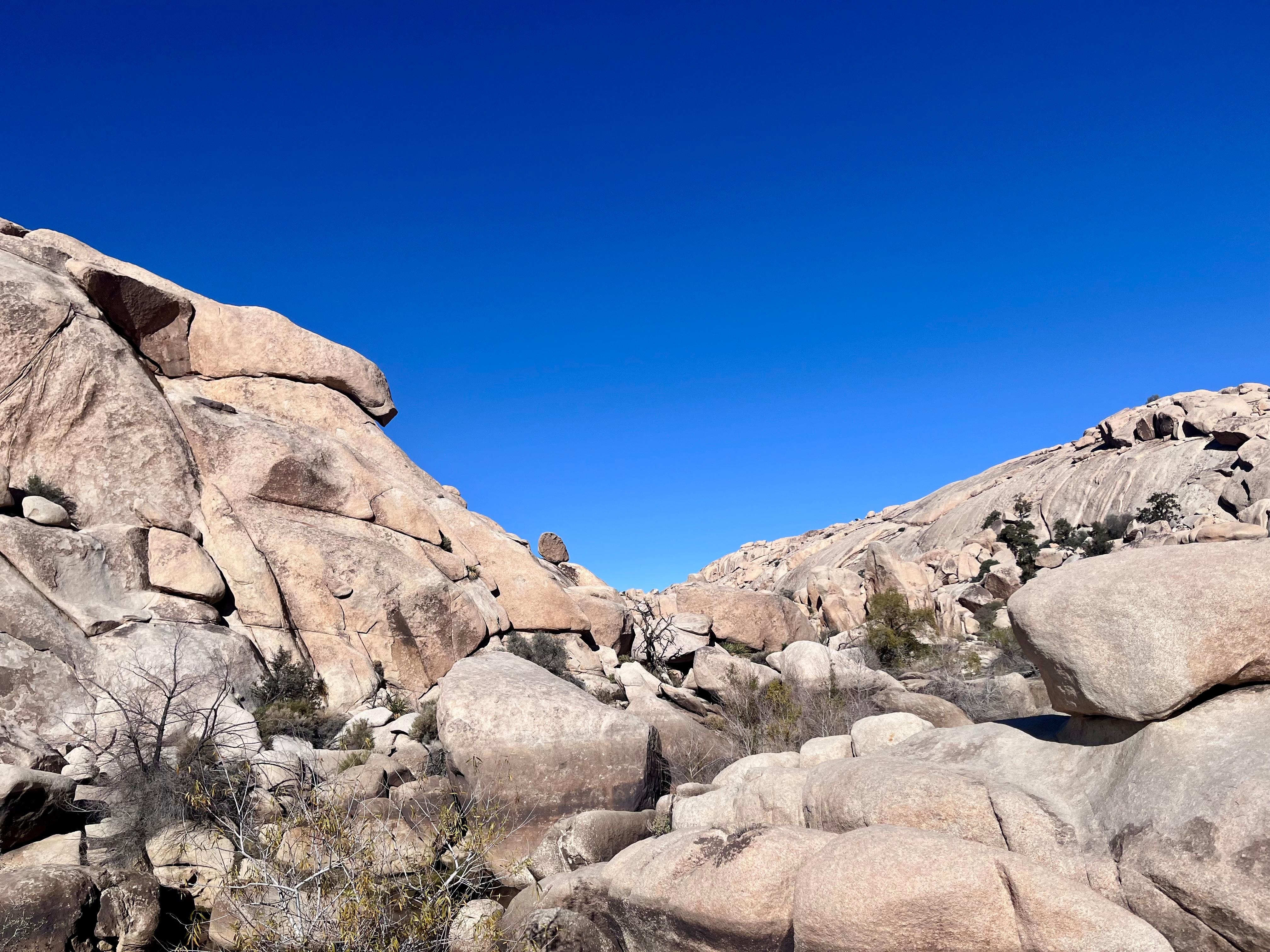 Beautiful Joshua tree park