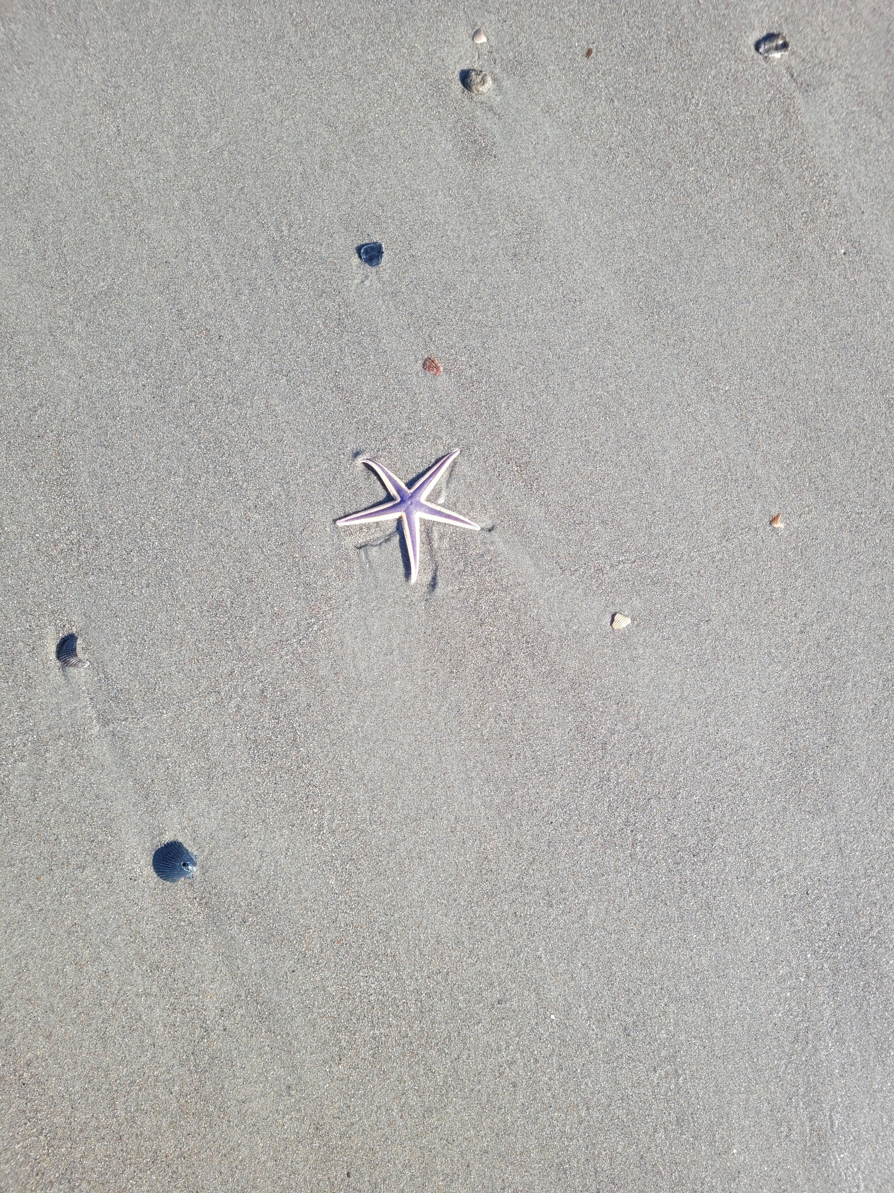 Lots of starfish eashed up on the beach.