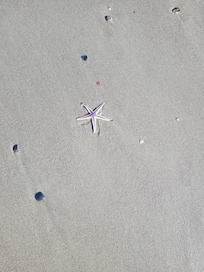 Lots of starfish eashed up on the beach.