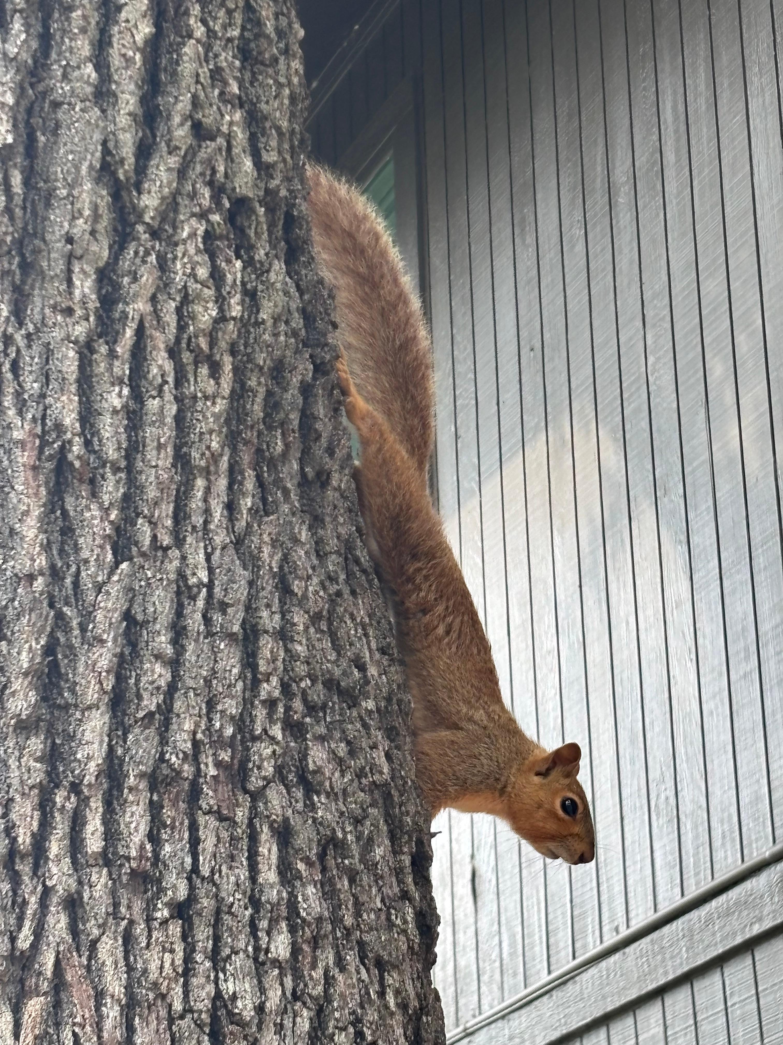 Wildlife galore7