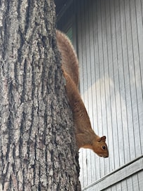 Wildlife galore7