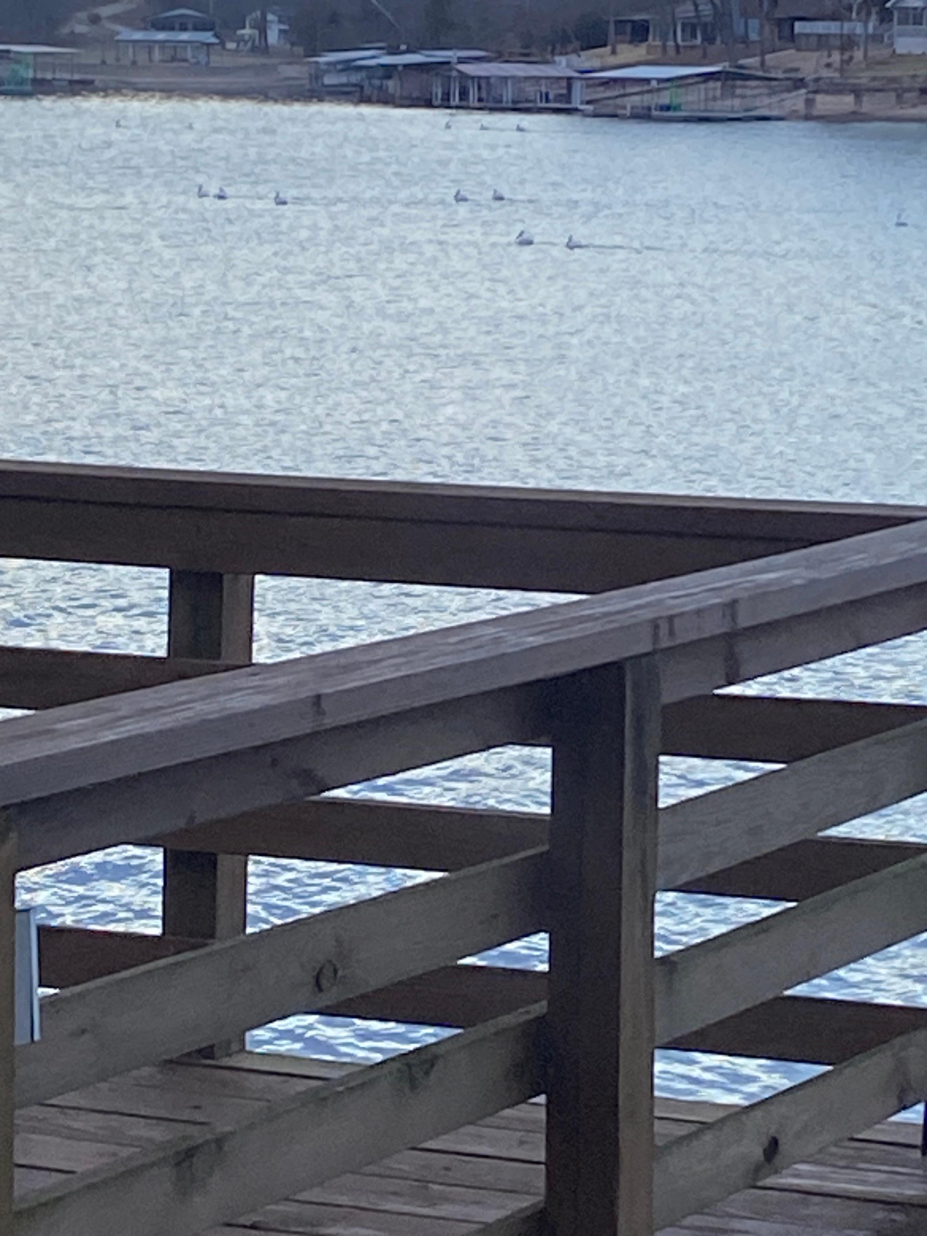 Watching wildlife on the water 