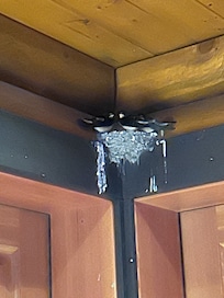 Barn Swallows outside our cabin